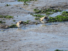 Charadrius hiaticula