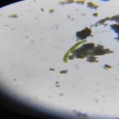 Euglena
