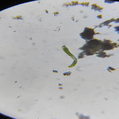 Euglena