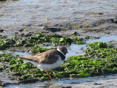 Charadrius hiaticula