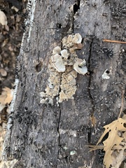 Fungi