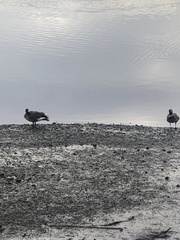 Anser anser × Branta canadensis