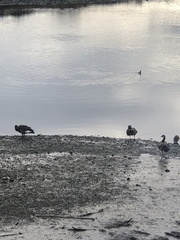 Anser anser × Branta canadensis