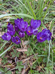 Crocus neapolitanus