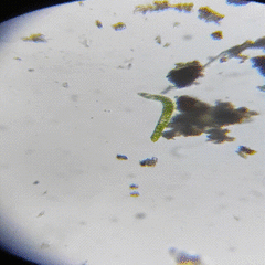 Euglena