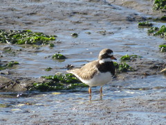 Charadrius hiaticula