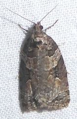 Apotomis infida