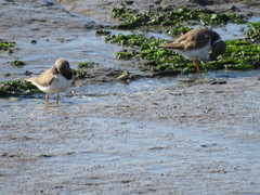 Charadrius hiaticula