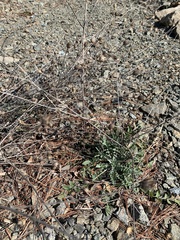 Centaurea stoebe australis