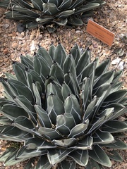 Agave nickelsiae