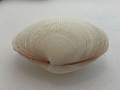 Bivalvia