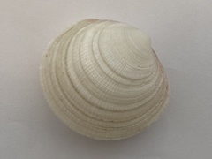 Bivalvia