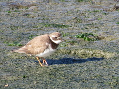 Charadrius hiaticula