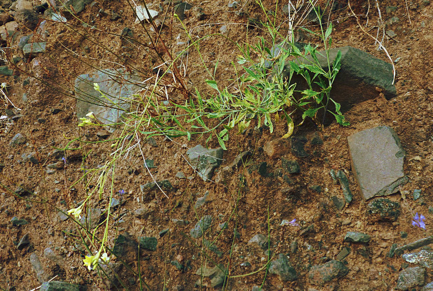 Diplotaxis gorgadensis