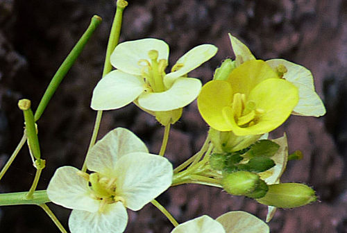 Diplotaxis gorgadensis image