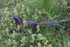 Trochalopteron morrisonianum