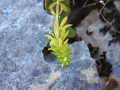 Galium verrucosum