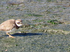 Charadrius hiaticula