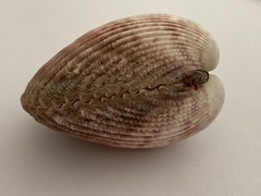 Bivalvia