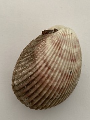 Bivalvia