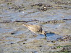 Calidris alpina