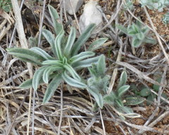 Plantago helleri
