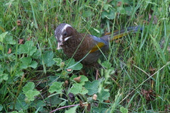 Trochalopteron morrisonianum