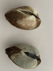 Bivalvia