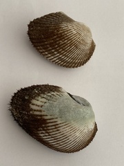 Bivalvia