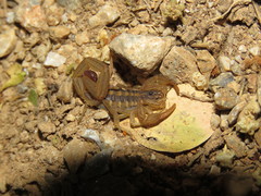 Centruroides hoffmanni