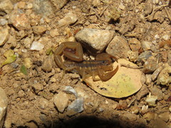 Centruroides hoffmanni