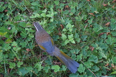 Trochalopteron morrisonianum