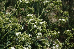 Crambe pinnatifida