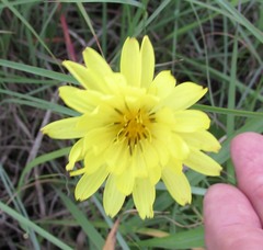 Pyrrhopappus pauciflorus
