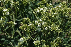 Crambe pinnatifida