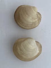 Bivalvia