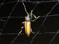 Plocaederus yucatecus
