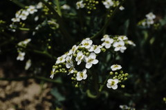 Crambe pinnatifida
