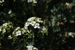 Crambe pinnatifida