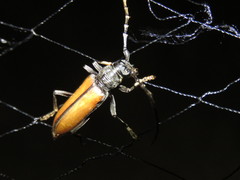 Plocaederus yucatecus