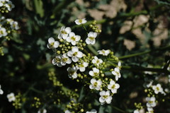 Crambe pinnatifida