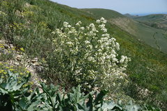 Crambe pinnatifida