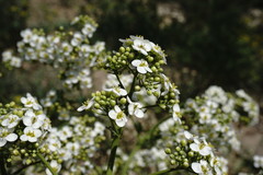 Crambe pinnatifida