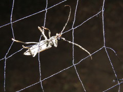 Plocaederus yucatecus
