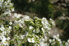 Crambe pinnatifida
