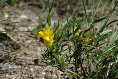 Chamaecytisus wulfii