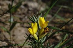 Chamaecytisus wulfii