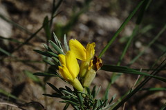 Chamaecytisus wulfii