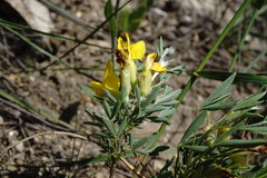 Chamaecytisus wulfii