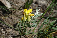 Chamaecytisus wulfii